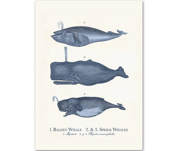 Canvas Wall Art Sea Life Prints Set of 9 Unframed 2